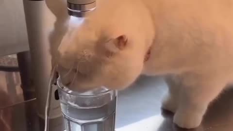 Funny cat🐈 takes shower under the water filter 😂 Joy Funny Factory