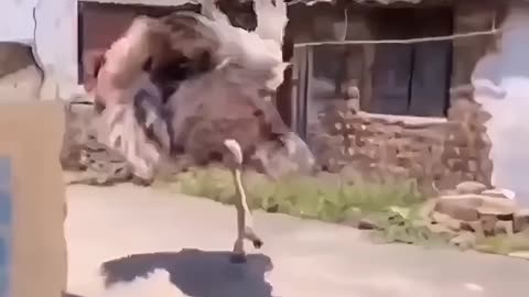 Man vs Ostrich