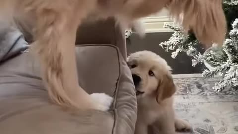 Dog Doesn't want to play with cute adorable puppy