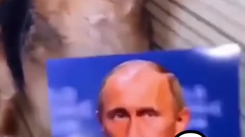 Korean puppy who bit Putin's picture (Russian meme) _Puppy _Putin