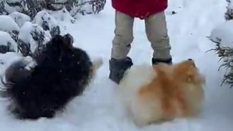 Two little cute cats playing with me