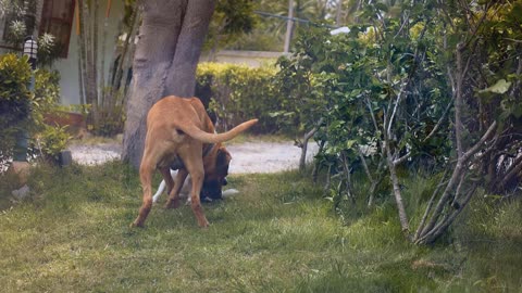 Unreal Animals in Africa Jungle | Animal Fight | Amazon Forest Slow-Motion View