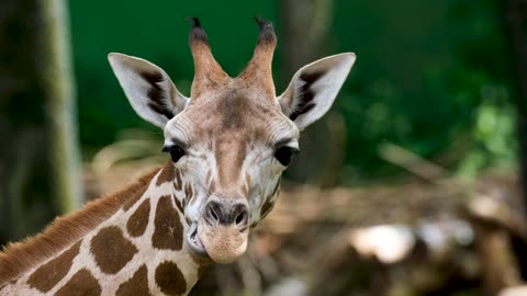 Giraffe Long Jibe Head Chew
