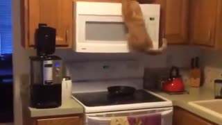 Gato trepa las alacenas de la cocina para encontrar su comida favorita