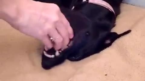 Watch this dog's reaction when she sees her tennis ball