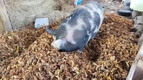 Fall leaves and pig nuts for the piggies!