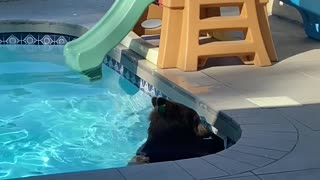 Bear Plays in Backyard Swimming Pool