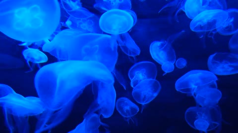 Jellyfish, Deniz anası, Animal, Pet Stock