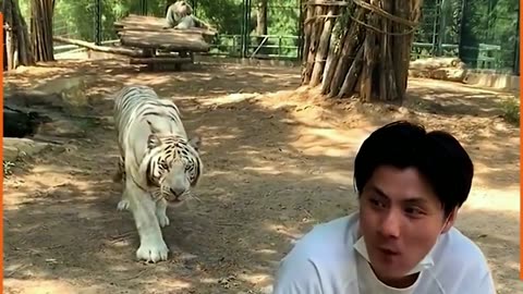 Tiger Attack behind Man...