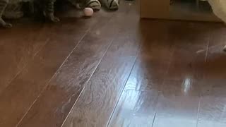 Cats Play With Chirping Ball