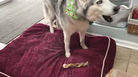 Whining Husky wants to Bury treat outside