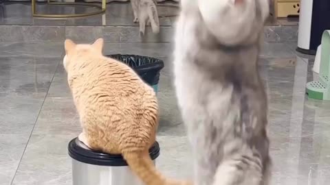 Cat's playing 😺 very funny 😅 Joy Funny Factory