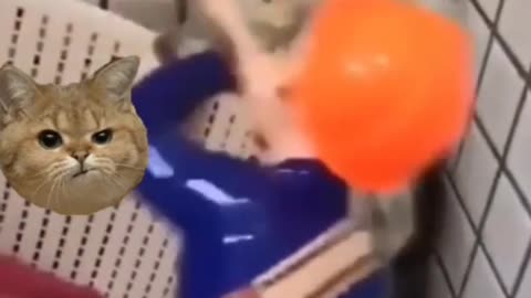 scared cat is patients