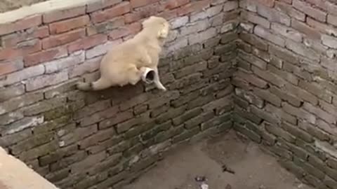 A puppy trying to escape.