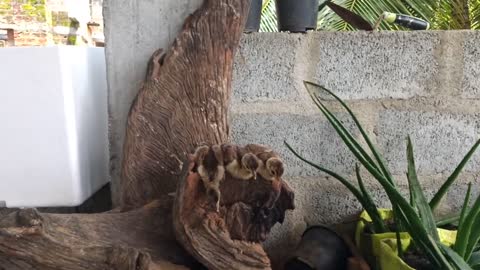 Day old Peachicks