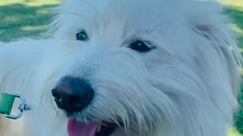 cute white dog 😍