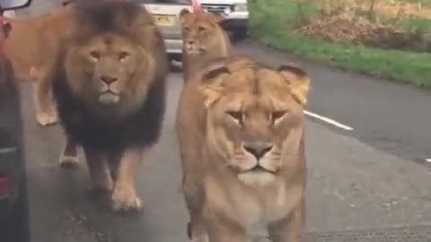 Zoo Lions Released By French Rioters Wandering The Streets of France🦁🦁🦁