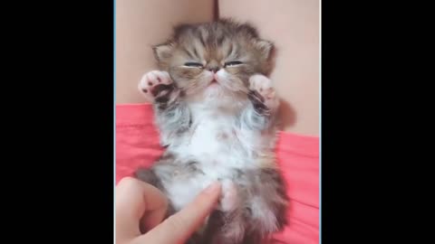 FUNNY AND CUTE CATS