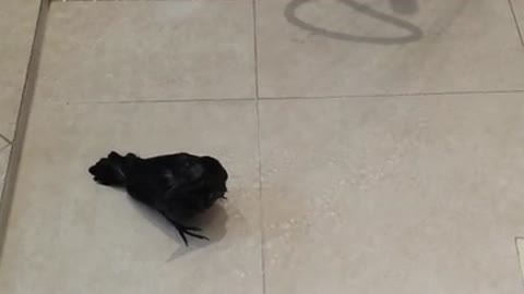 Baby Raven bird takes his first shower