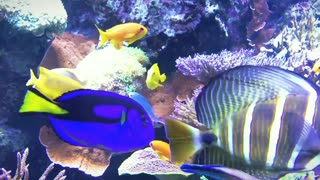 beautiful colorful fish 🐟🐠🪸