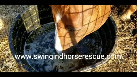Mares saved from slaughter enjoy chilled grass soup