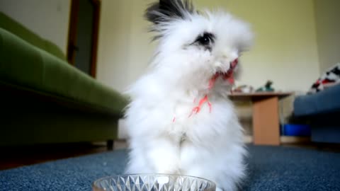 Fluffy bunny rabbit enjoys bowl of fruit