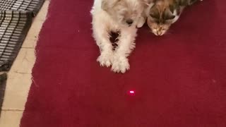 Cat and Dog chase the "intruder"