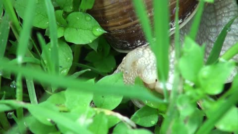 Snail gliding moving along and leaving it's slime, Animal Video