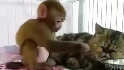 Monkey stroking Garfield's beard, very harmonious scene