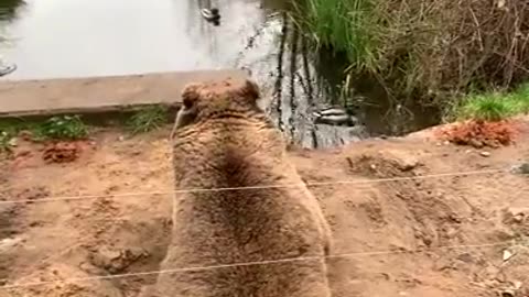 Bear Digs a Sitting Pit to Watch Her Favorite Duckies