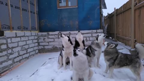 Huskies hold special "morning concert" for the neighbors