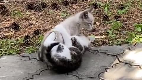 cute cats