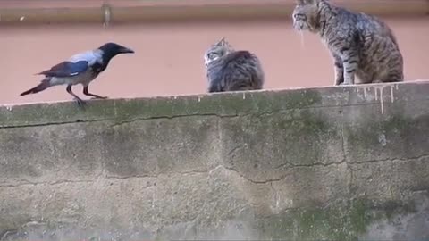 Lonely bird breaks out when I see cats loving each other