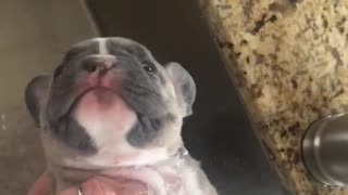 Cachorra de Bulldog Francés disfruta de un hermoso baño