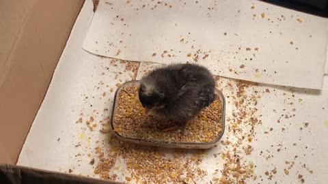 Baby Chick Going Into Food Coma