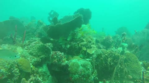 Plongée dans la mer des Caraïbes en République Dominicaine