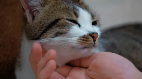 A kitten who loves to be petted