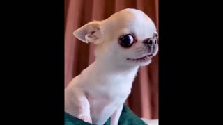 New funny Animals 😂 funniest cat & Dogs Vid😂😂