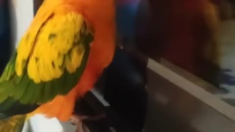 Beautifully colored parrot loves to dance for the neighbors