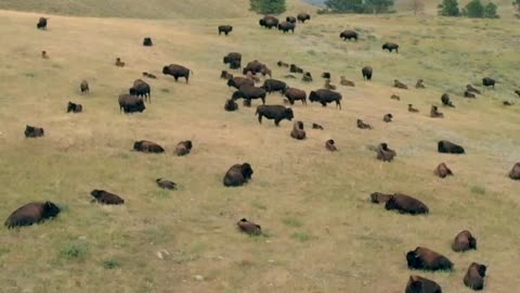 American Bison Buffalo - Drone footage