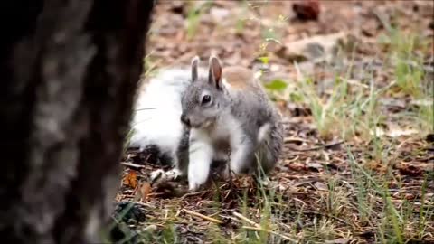 Siberia Squirrel Feeding| National Park America