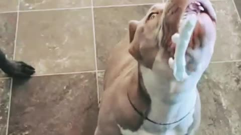 Haha.., Viral Viral Funny Moment Dog #rumble