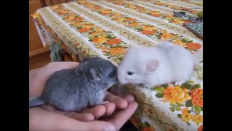 Baby Chinchillas Playing - CUTEST Compilation