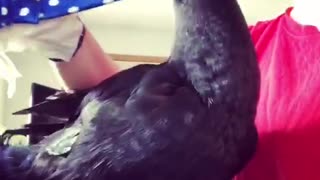 Duck Diapering