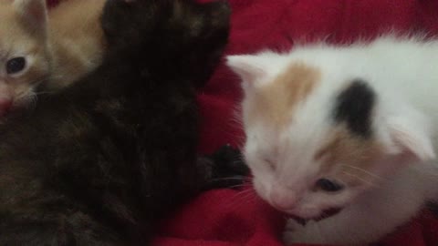 Three Tiny Kittens Exploring