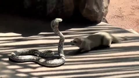 World_Of_Animals_Cobra_vs_mongoose