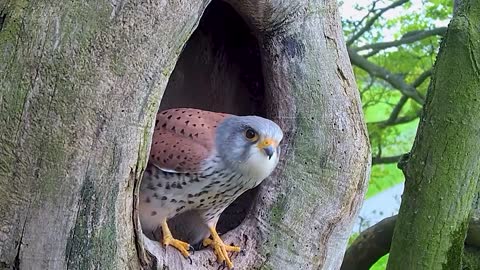 Kestrel Chicks All Alone After Mum Disappears-6