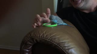 Parrot under attack!