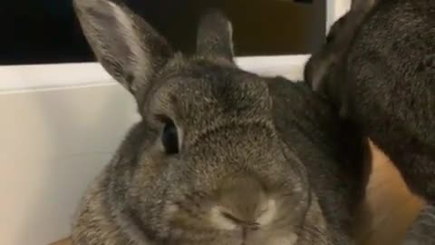 Special 2 Gray Twin Rabbits Wants to Go Inside House
