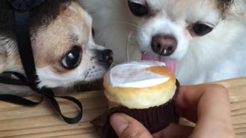 Chihuahua loves a cupcake